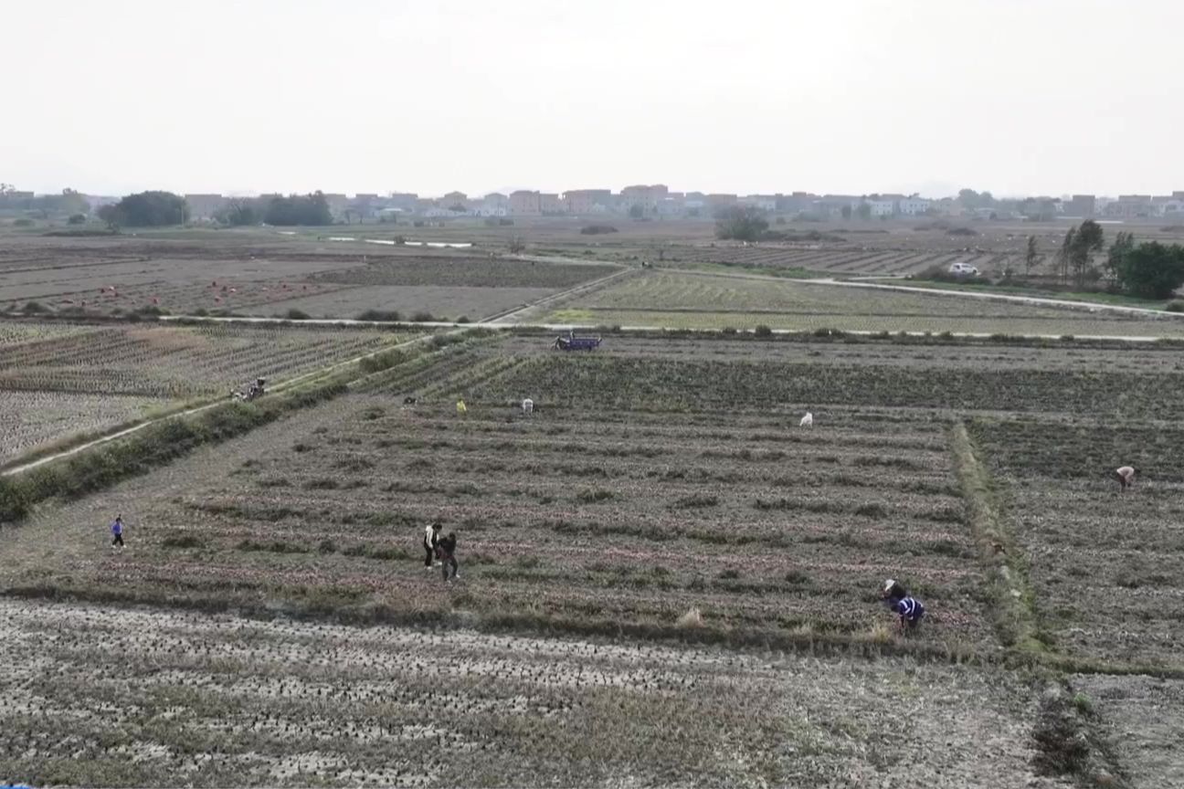 陸豐:春耕備耕正當(dāng)時(shí) 不誤農(nóng)時(shí)不誤春